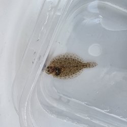 画像4: 《近海産海水魚》ガンゾウヒラメ幼魚