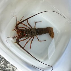 画像1: 《近海産甲殻類》イセエビ（SMサイズ）…ハンドコート採取