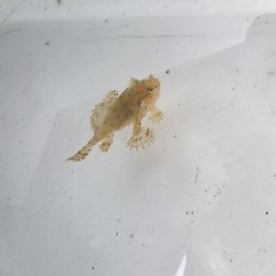 画像2: 《近海産海水魚》ハナオコゼ幼魚（画像の個体です）…ハンドコート採取