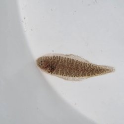 画像4: 《近海産海水魚》ササウシノシタ幼魚(画像の個体です)…ハンドコート採取