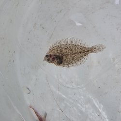 画像3: 《近海産海水魚》ガンゾウヒラメ幼魚