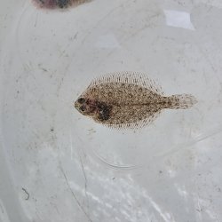 画像2: 《近海産海水魚》ガンゾウヒラメ幼魚