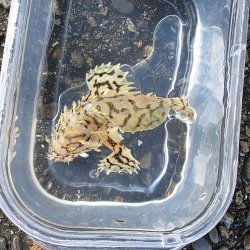画像1: 《近海産海水魚》ハナオコゼ（画像の個体です）…ハンドコート採取