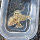 《近海産海水魚》ハナオコゼ（画像の個体です）…ハンドコート採取
