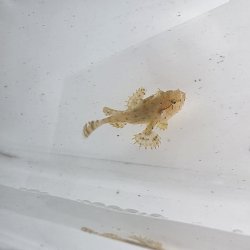 画像1: 《近海産海水魚》ハナオコゼ幼魚（画像の個体です）…ハンドコート採取