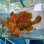 画像4: 《近海産海水魚》オオモンカエルアンコウ（画像の個体です）‥