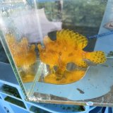 《近海産海水魚》カエルアンコウ（画像の個体です）