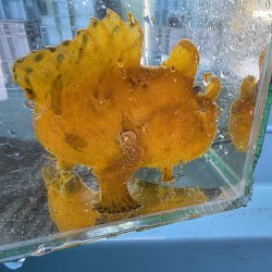 画像3: 《近海産海水魚》カエルアンコウ（画像の個体です）