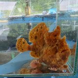 《近海産海水魚》オオモンカエルアンコウ（画像の個体です）‥