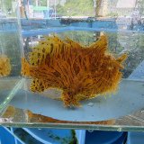 《近海産海水魚》【多皮弁タイプ】カエルアンコウ（画像の個体です）