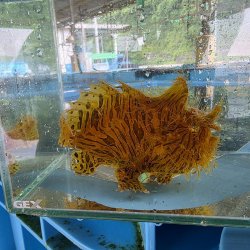 画像3: 《近海産海水魚》【多皮弁タイプ】カエルアンコウ（画像の個体です）