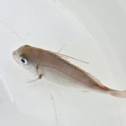 画像5: 《近海産海水魚》【激レア】ヒレコダイ幼魚…ハンドコート採取
