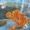画像3: 《近海産海水魚》オオモンカエルアンコウ（画像の個体です）‥