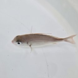 画像4: 《近海産海水魚》【激レア】ヒレコダイ幼魚…ハンドコート採取