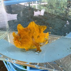 画像5: 《近海産海水魚》カエルアンコウ（画像の個体です）