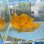 画像4: 《近海産海水魚》カエルアンコウ（画像の個体です） (4)