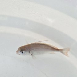 画像3: 《近海産海水魚》【激レア】ヒレコダイ幼魚…ハンドコート採取