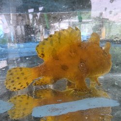 画像2: 《近海産海水魚》カエルアンコウ（画像の個体です）