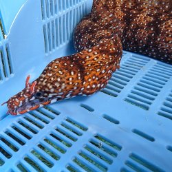 画像1: 《近海産海水魚》☆★龍魚トラウツボ（画像の個体です）…美色