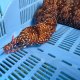 《近海産海水魚》☆★龍魚トラウツボ（画像の個体です）…美色