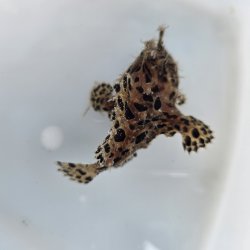画像3: 《近海産海水魚》カエルアンコウ（画像の個体です）