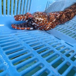 画像6: 《近海産海水魚》☆★龍魚トラウツボ（画像の個体です）…美色