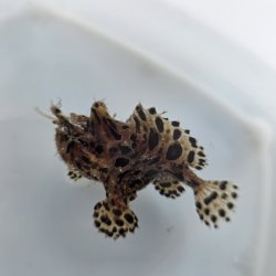 画像5: 《近海産海水魚》カエルアンコウ（画像の個体です）