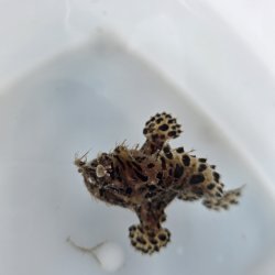 画像2: 《近海産海水魚》カエルアンコウ（画像の個体です）