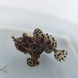 画像4: 《近海産海水魚》カエルアンコウ（画像の個体です）