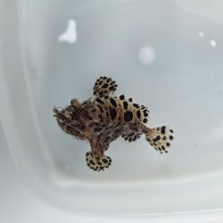画像1: 《近海産海水魚》カエルアンコウ（画像の個体です）