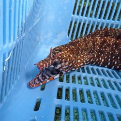 画像1: 《近海産海水魚》☆★龍魚トラウツボ（画像の個体です）