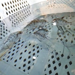 画像5: 《近海産海水魚》イトヒキアジ幼魚（1匹）…ハンドコート採取・・