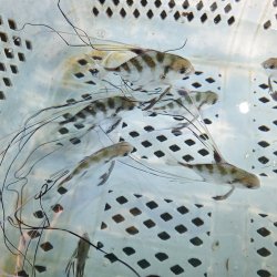 画像2: 《近海産海水魚》イトヒキアジ幼魚（1匹）…ハンドコート採取・・