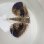 画像5: 《近海産海水魚》セミホウボウ（Mサイズ）画像の個体です …ハンドコート採取 (5)