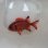 画像3: 《近海産海水魚》アカマツカサ（SMサイズ）1匹…ハンドコート採取