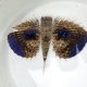 《近海産海水魚》セミホウボウ（Mサイズ）画像の個体です …ハンドコート採取