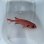 画像12: 《近海産海水魚》アカマツカサ（SMサイズ）1匹…ハンドコート採取