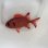 画像2: 《近海産海水魚》アカマツカサ（SMサイズ）1匹…ハンドコート採取