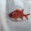 画像11: 《近海産海水魚》アカマツカサ（SMサイズ）1匹…ハンドコート採取