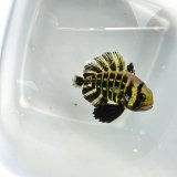 《近海産海水魚》【ウルトラレア】オキアジ（Sサイズ）…ハンドコート採取