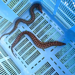 画像4: 《近海産海水魚》☆熊野灘産☆ヒレオビウツボ（1匹）画像の個体です…ハンドコート採取