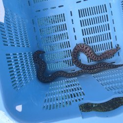画像5: 《近海産海水魚》☆熊野灘産☆ヒレオビウツボ（1匹）画像の個体です…ハンドコート採取