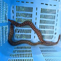 画像3: 《近海産海水魚》☆熊野灘産☆ヒレオビウツボ（1匹）画像の個体です…ハンドコート採取