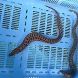 《近海産海水魚》☆熊野灘産☆ヒレオビウツボ（1匹）画像の個体です…ハンドコート採取
