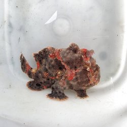 画像3: 《近海産海水魚》オオモンカエルアンコウ（画像の個体です）‥