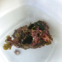 画像2: 《近海産海洋生物》カキツバタ　ブロック（海藻類、石灰藻活着）画像の個体です…ハンドコート採取