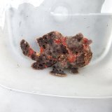 《近海産海水魚》オオモンカエルアンコウ（画像の個体です）‥