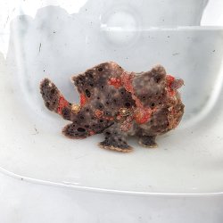 画像1: 《近海産海水魚》オオモンカエルアンコウ（画像の個体です）‥