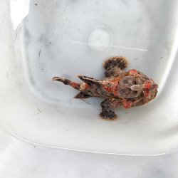 画像4: 《近海産海水魚》オオモンカエルアンコウ（画像の個体です）‥