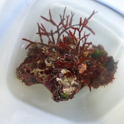 画像1: 《近海産海洋生物》カキツバタ　ブロック（海藻類、石灰藻活着）画像の個体です…ハンドコート採取